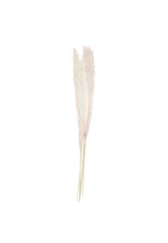 Ginger Ray PAM-543 Pampas Grass Weiß