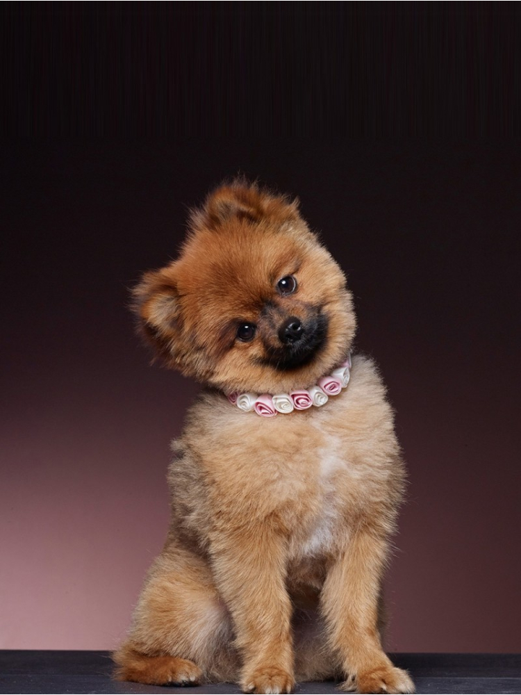 Poirier SAM-03 Schleife main product photo